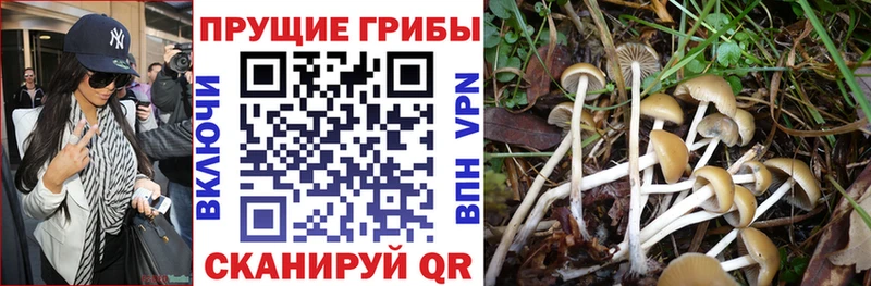Галлюциногенные грибы Psilocybe  купить наркотик  гидра ссылки  Артёмовский 